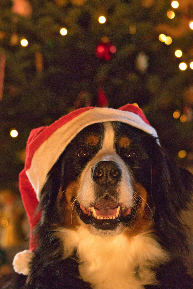 The Best Long-Lasting Dog Treats for This Gifting Season: Why Canine Chews Are the Perfect Choice