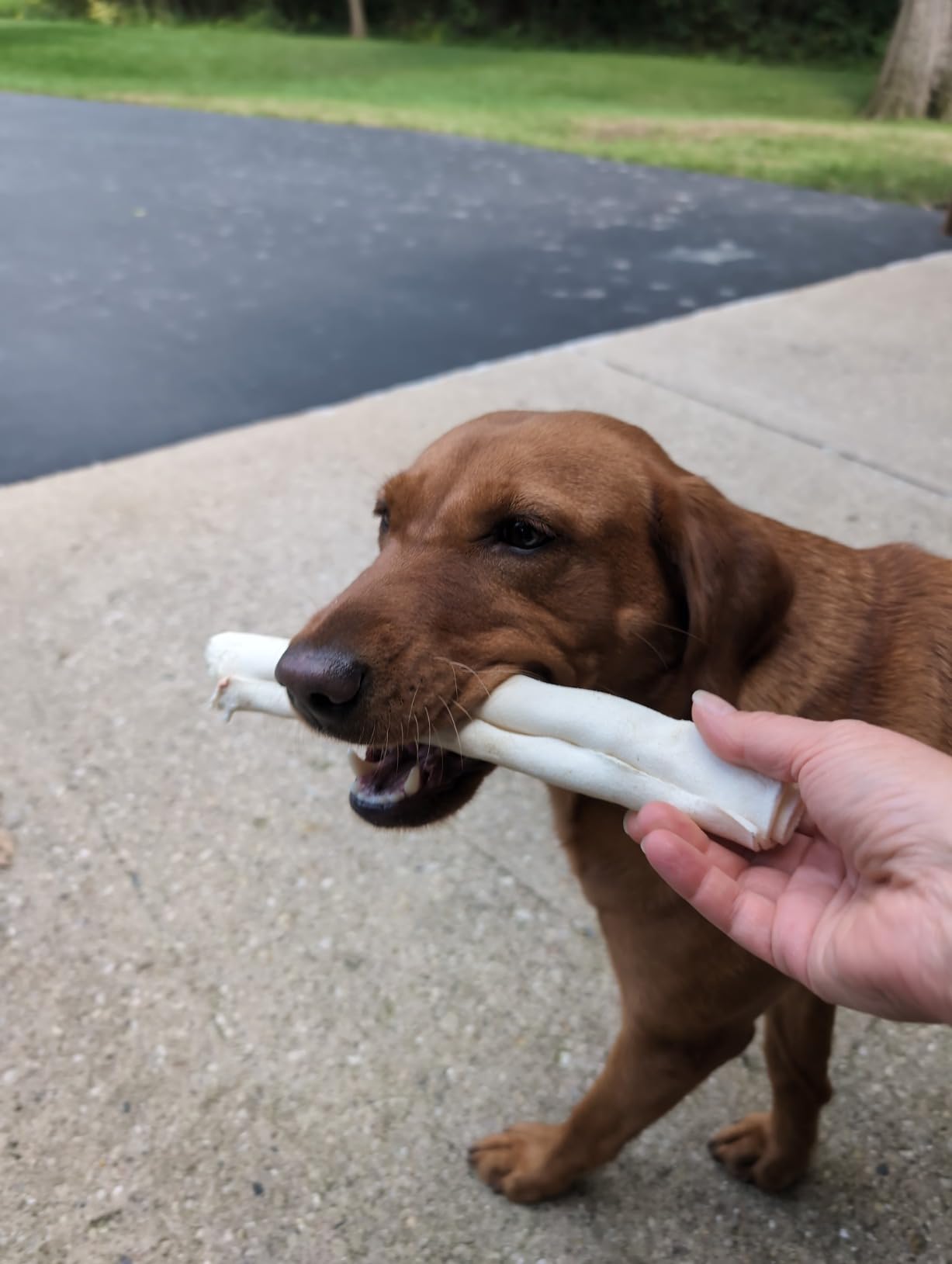 The Best Long-Lasting Retriever Rolls for Dogs: Premium Quality at Great Value