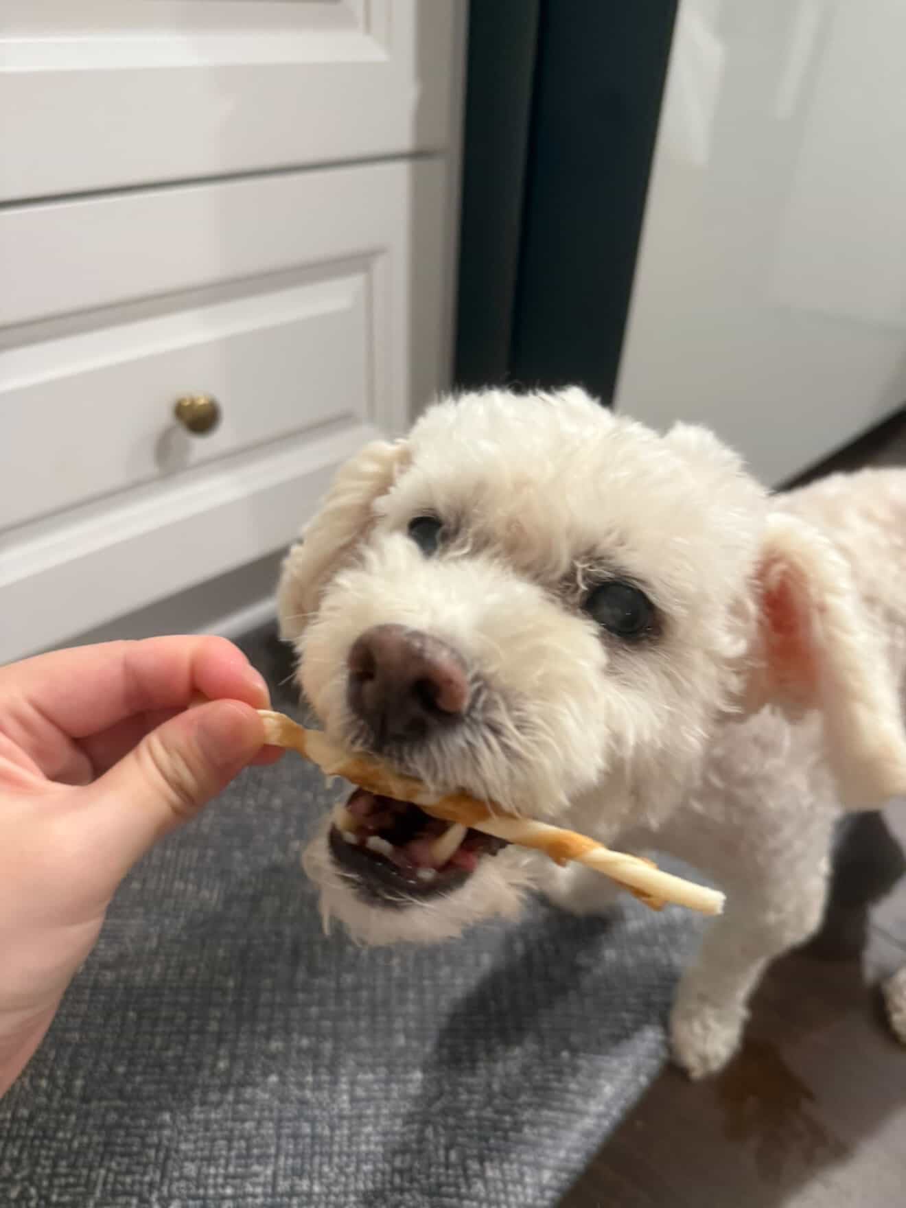 Best Bulk Dog Treats in the USA: Save Money Without Sacrificing Quality